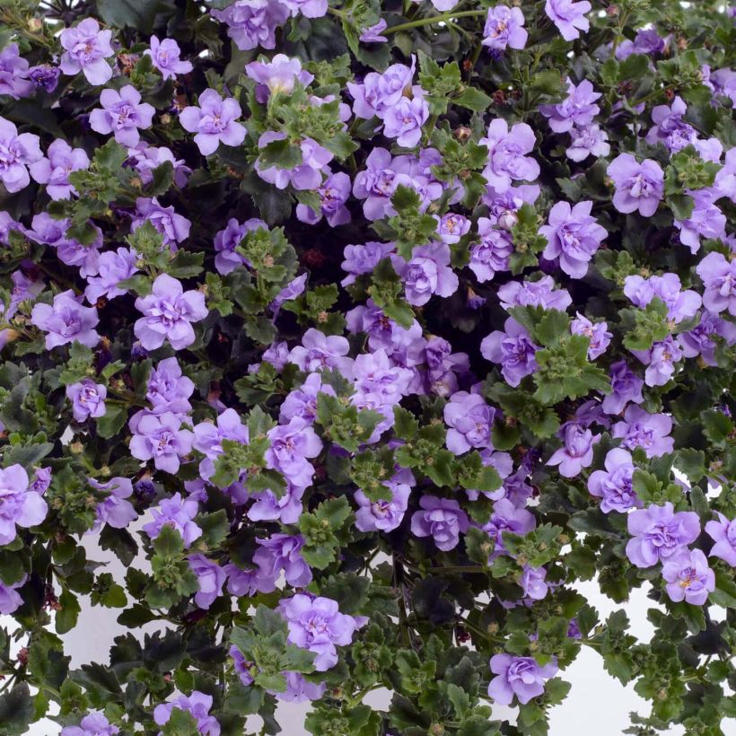 Bacopa Scopia Double Lavender - Bacopa (Bloei)