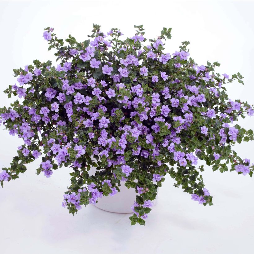 Bacopa Scopia Double Lavender - Bacopa (Groeiplaats)
