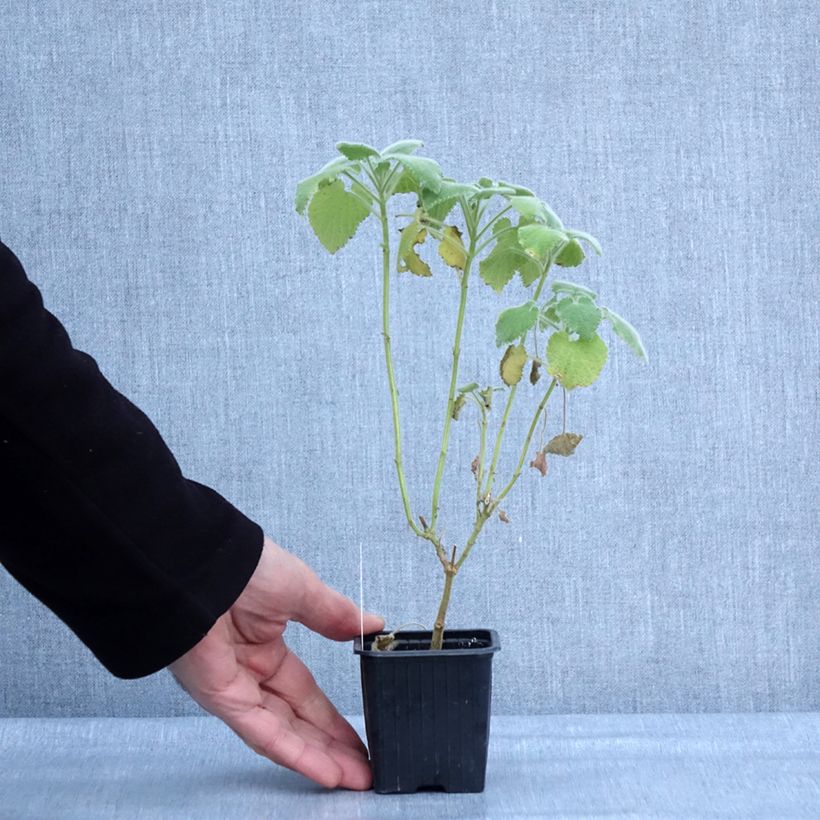 Exemplaar van Ballota hirsuta - Ballote hirsute Kweekpotje van 8/9 cm zoals geleverd in de winter