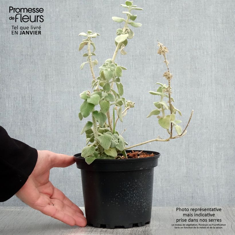 Exemplaar van Ballota pseudodictamnus - Ballote Pot van 2 l/3 l zoals geleverd in de winter
