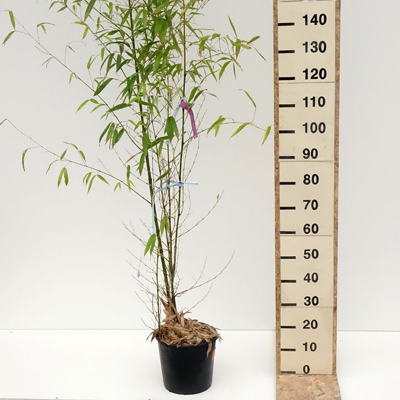 Example of Phyllostachys aurea - Gouden bamboe Pot van 7,5 l/10 l as you get in hiver