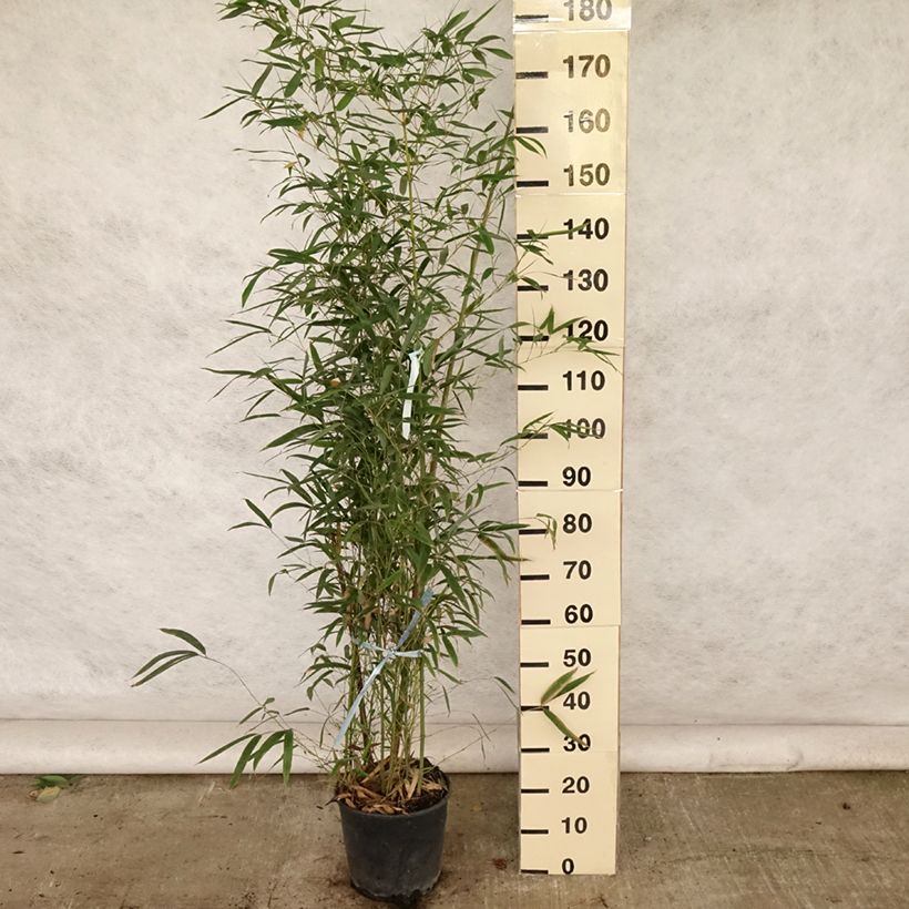 Exemplaar van Phyllostachys aurea - Gouden bamboe Pot van 7,5 l/10 l zoals geleverd in de zomer