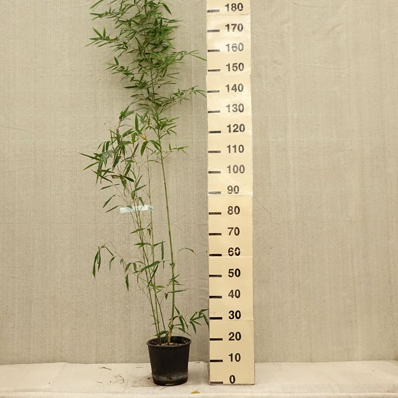 Exemplaar van Bambou doré - Phyllostachys aurea Koï Pot de 4L/5L zoals geleverd in de herfst