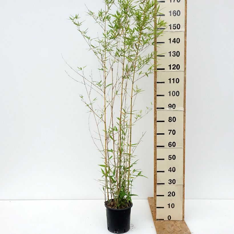 Exemplaar van Phyllostachys aurea Koï - Gouden bamboe Pot van 4 l/5 l zoals geleverd in de zomer