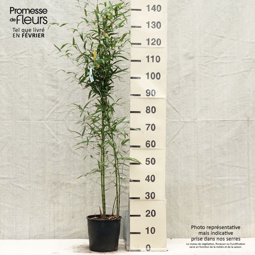 Exemplaar van Phyllostachys aurea Koï - Gouden bamboe Pot van 4 l/5 l zoals geleverd in de winter