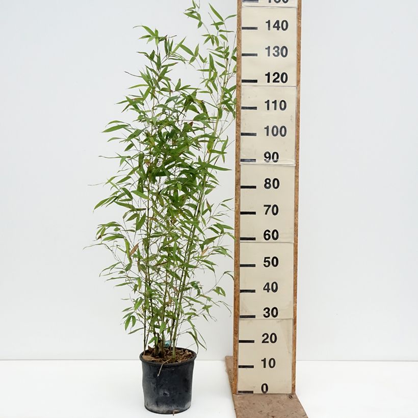 Exemplaar van Phyllostachys aurea Koï - Gouden bamboe Pot van 4 l/5 l zoals geleverd in de lente