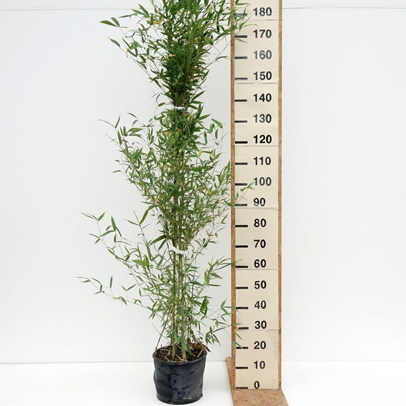 Exemplaar van Phyllostachys aurea - Gouden bamboe Pot van 7,5 l/10 l zoals geleverd in de herfst
