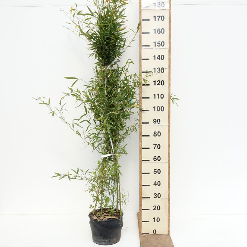 Exemplaar van Phyllostachys aurea - Gouden bamboe Pot van 7,5 l/10 l zoals geleverd in de lente