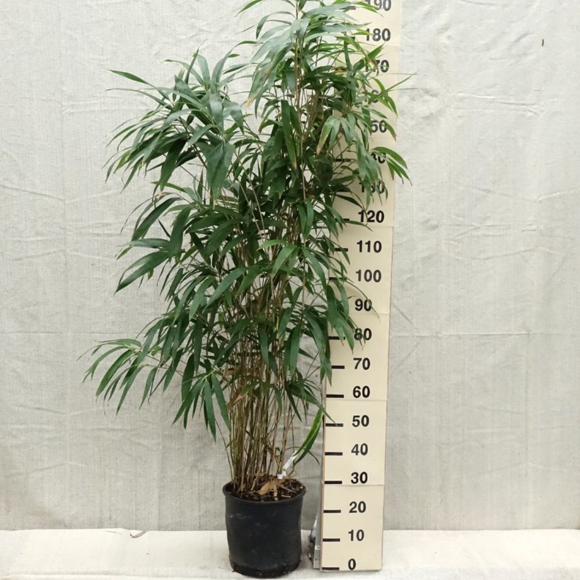 Exemplaar van Pseudosasa japonica - Japanse bamboe Pot van 4 l/5 l zoals geleverd in de lente