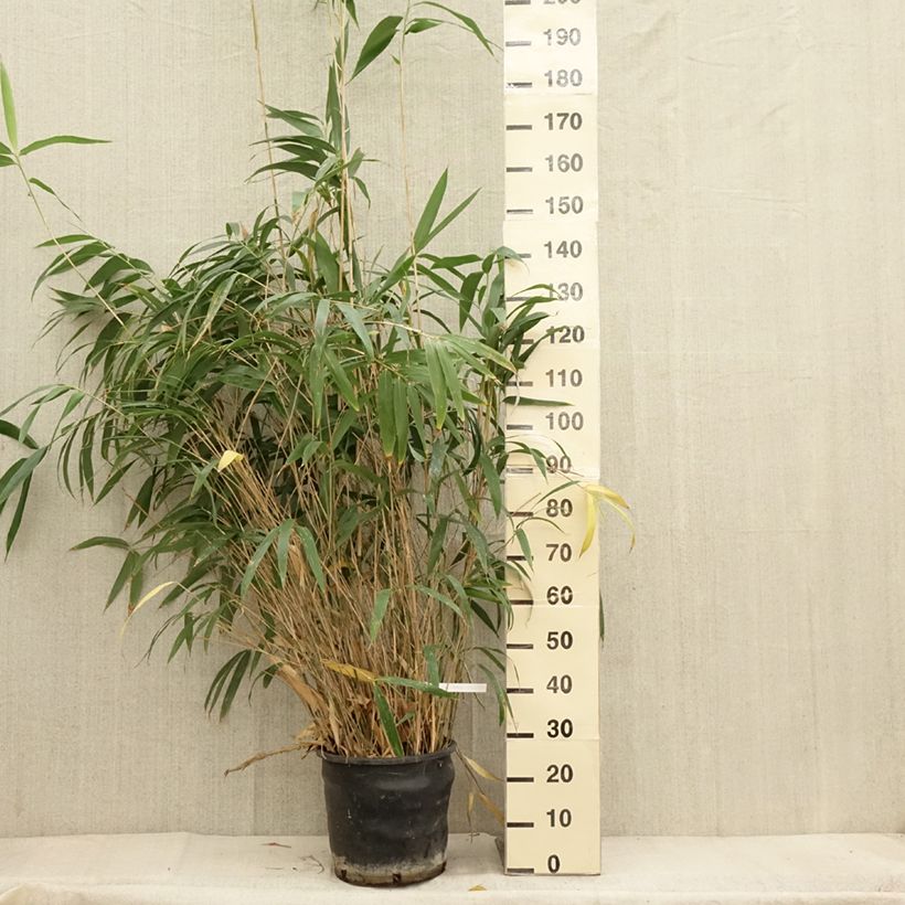 Exemplaar van Pseudosasa japonica - Japanse bamboe Pot van 12 l/15 l zoals geleverd in de herfst
