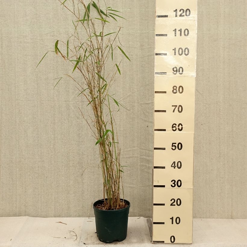 Exemplaar van Fargesia yunnanensis - Niet-woekerende bamboe Pot van 4 l/5 l zoals geleverd in de herfst