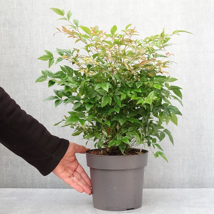 Exemplaar van Bambou sacré - Nandina domestica Magical Sunrise Pot de 3L/4L zoals geleverd in de winter