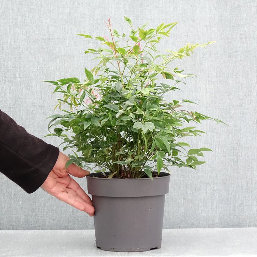 Exemplaar van Nandina domestica Magical Sunrise - Hemelse bamboe Pot van 3 l/4 l zoals geleverd in de lente