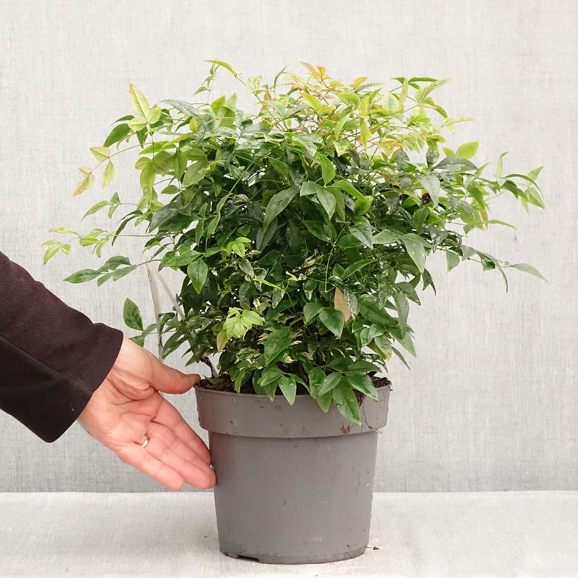 Exemplaar van Nandina domestica Magical Sunrise - Hemelse bamboe Pot van 3 l/4 l zoals geleverd in de herfst