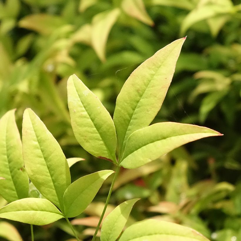 Nandina domestica Moon Bay - Hemelse bamboe (Blad)