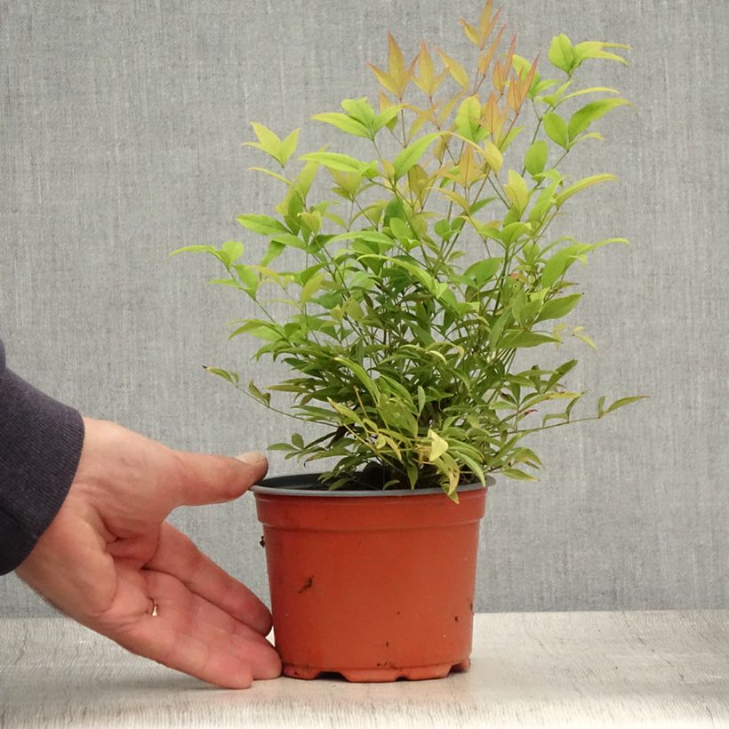 Exemplaar van Nandina domestica Moon Bay - Hemelse bamboe Kweekpotje van 8/9 cm zoals geleverd in de zomer