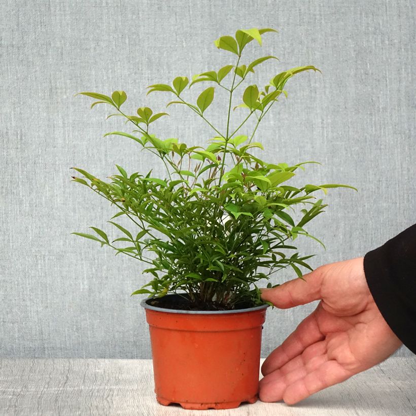 Example of Nandina domestica Moon Bay - Hemelse bamboe Kweekpotje van 8/9 cm as you get in printemps