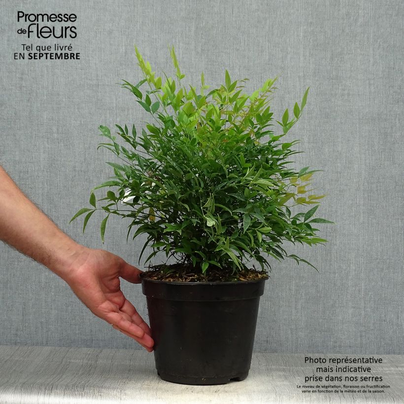 Exemplaar van Bambou sacré - Nandina domestica Moon Bay Pot de 3L/4L zoals geleverd in de herfst