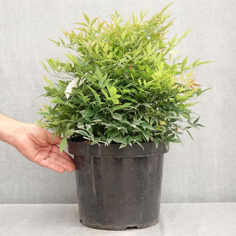 Exemplaar van Nandina domestica Moon Bay - Hemelse bamboe Pot van 3 l/4 l zoals geleverd in de zomer
