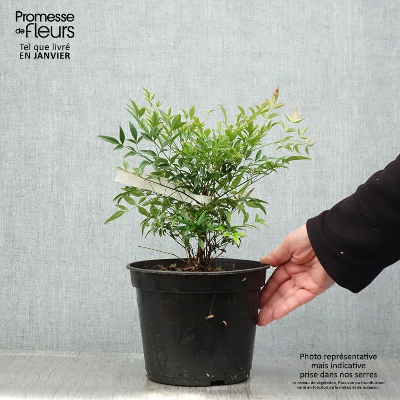 Example of Nandina domestica Moon Bay - Hemelse bamboe Pot van 3 l/4 l as you get in hiver