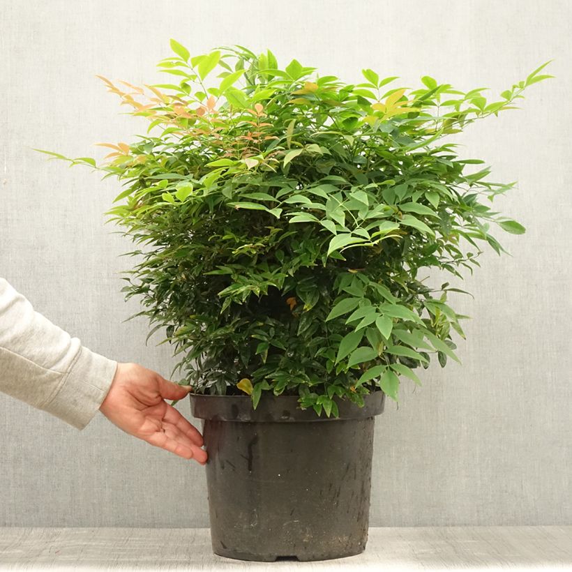 Exemplaar van Nandina domestica Sienna Sunrise - Hemelse bamboe Pot van 7,5 l/10 l zoals geleverd in de zomer