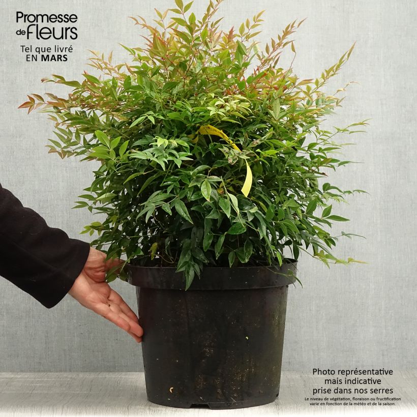 Exemplaar van Nandina domestica Sienna Sunrise - Hemelse bamboe Pot van 7,5 l/10 l zoals geleverd in de lente