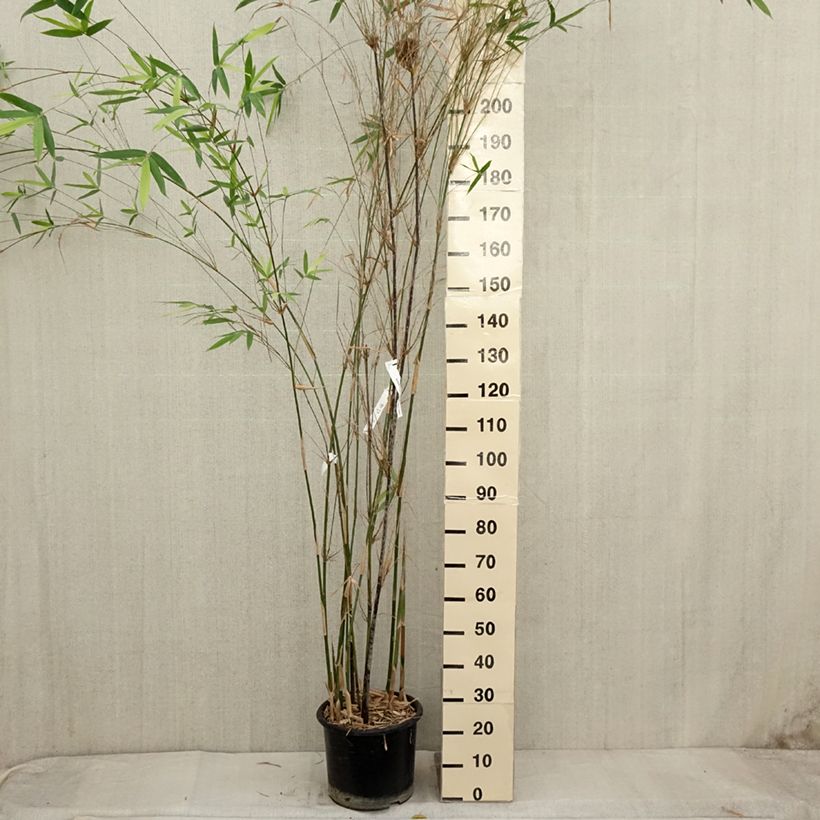 Exemplaar van Bambusa glaucescens - Bamboe Pot van 12 l/15 l zoals geleverd in de herfst