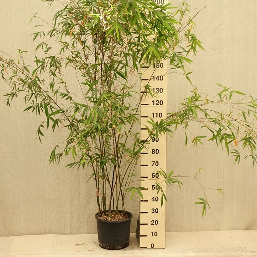 Exemplaar van Bambusa glaucescens - Bamboe Pot van 12 l/15 l zoals geleverd in de zomer