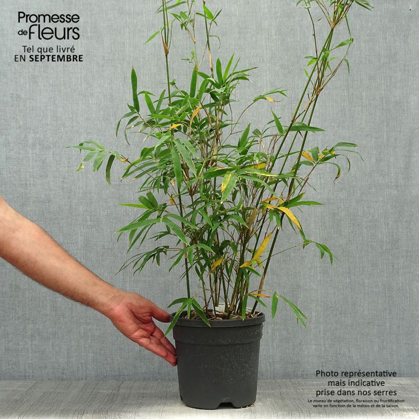 Exemplaar van Bambusa glaucescens - Bamboe Pot van 4 l/5 l zoals geleverd in de herfst