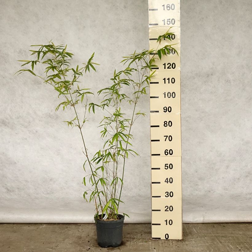 Example of Bambusa glaucescens - Bamboe Pot van 4 l/5 l as you get in printemps