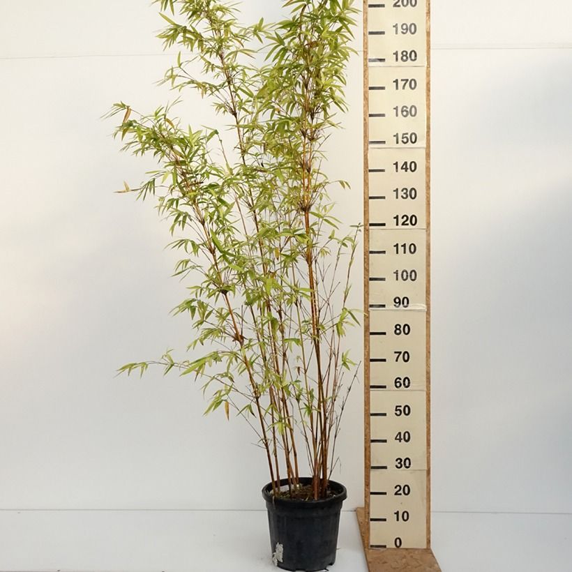 Exemplaar van Bambusa multiplex Alphonse Karr - Bamboe Pot van 12 l/15 l zoals geleverd in de herfst