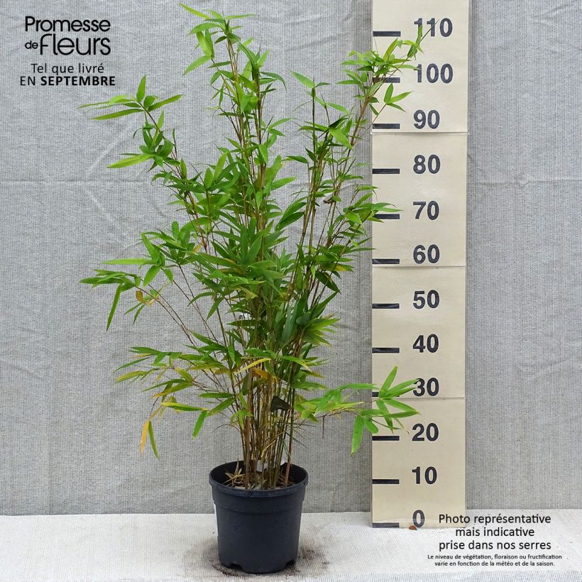 Exemplaar van Bambusa multiplex Alphonse Karr - Bamboe Pot van 4 l/5 l zoals geleverd in de herfst