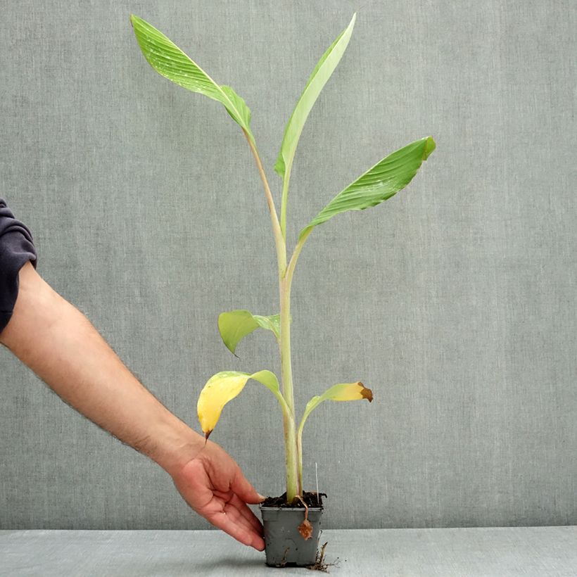 Exemplaar van Banaan Ice Cream - Musa acuminata Kweekpotje van 8/9 cm zoals geleverd in de zomer