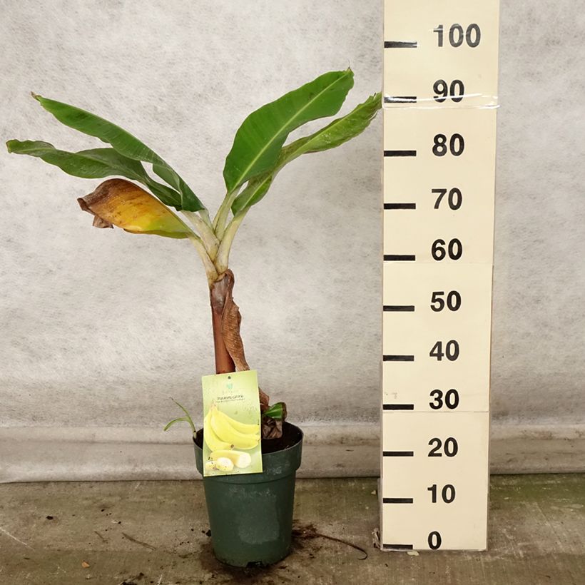 Exemplaar van Musa acuminata Dwarf Cavendish - Bananenplant Pot van 6 l/7 l zoals geleverd in de herfst