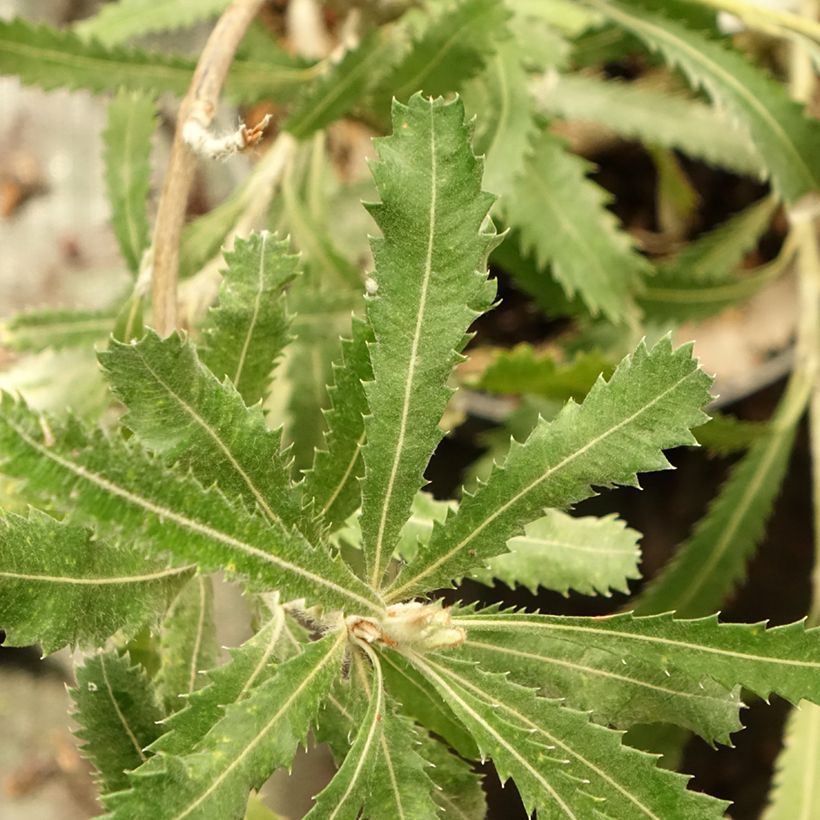 Banksia serrata (Blad)
