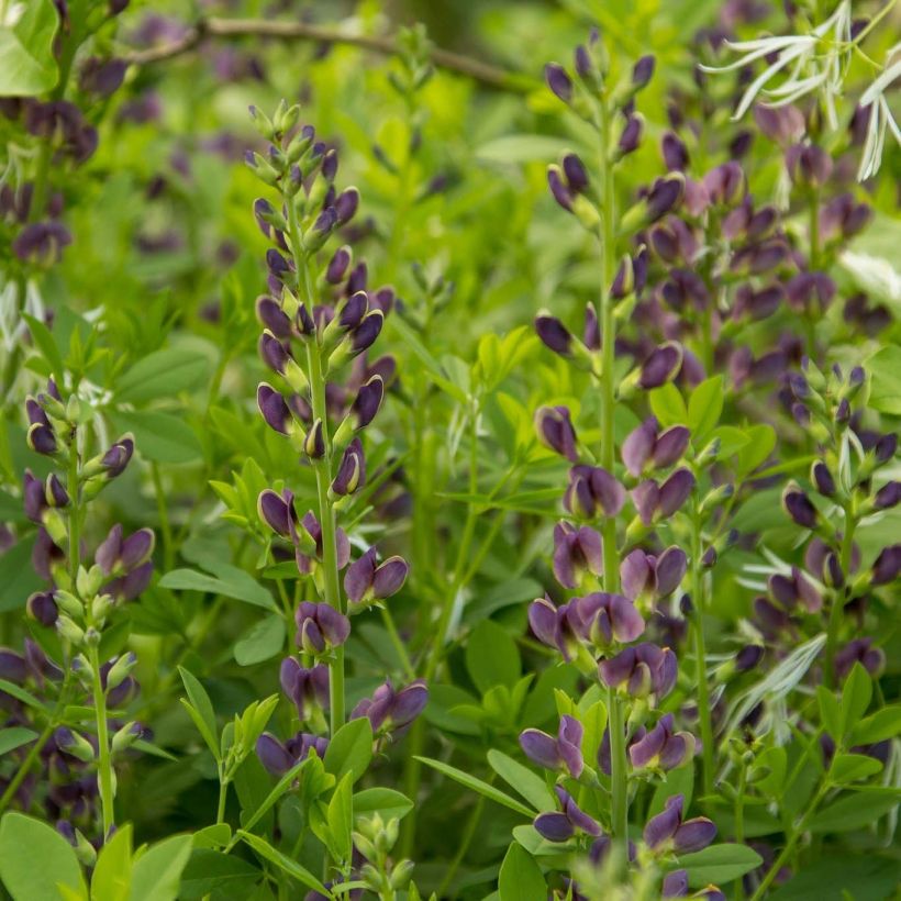 Baptisia australis var. minor Dark Blue - Valse indigo (Bloei)