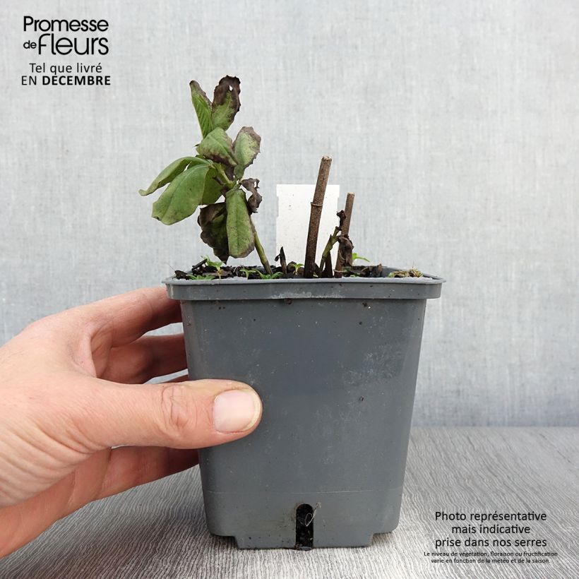 Exemplaar van Baptisia Decadence Blueberry Sundae - Blauwe valse indigo Pot van 1 l/1,5 l zoals geleverd in de herfst