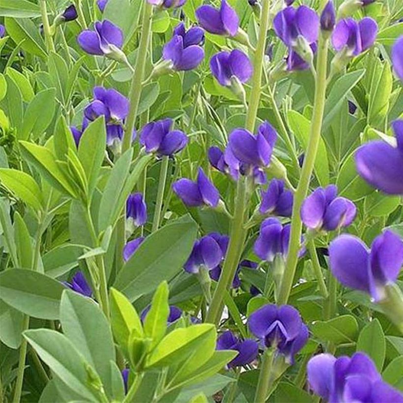 Baptisia australis Caspian Blue - Blauwe valse indigo (Bloei)