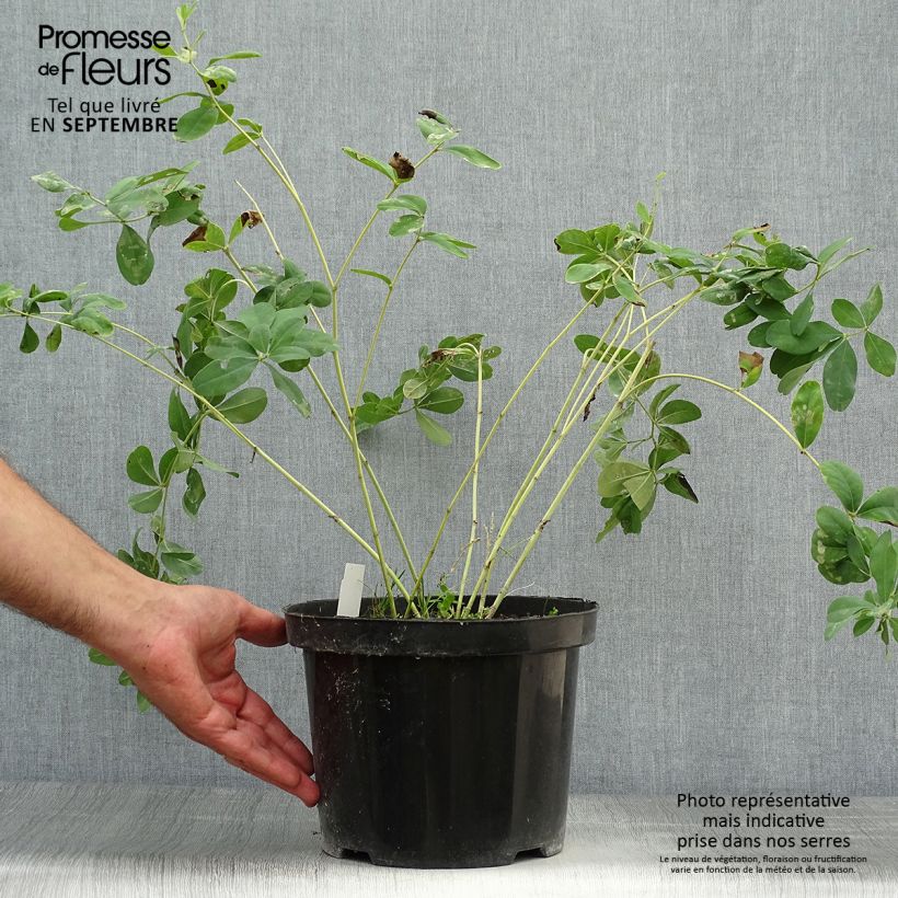 Exemplaar van Baptisia Cherries Jubilee - Blauwe valse indigo Pot van 4 l/5 l zoals geleverd in de herfst