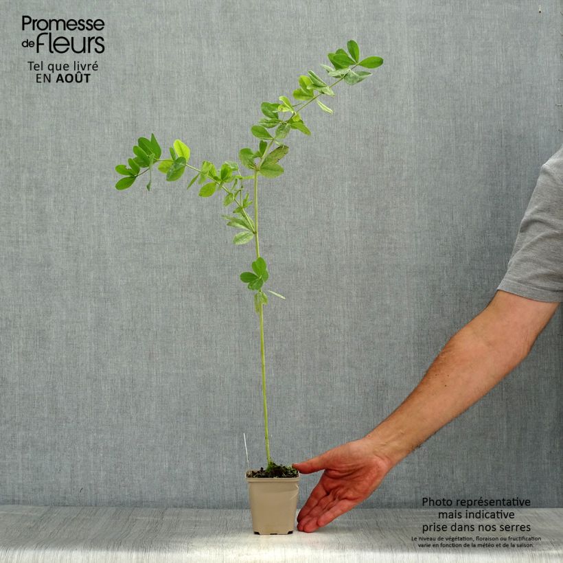Exemplaar van Baptisia Cherries Jubilee - Blauwe valse indigo Kweekpotje van 8/9 cm zoals geleverd in de zomer