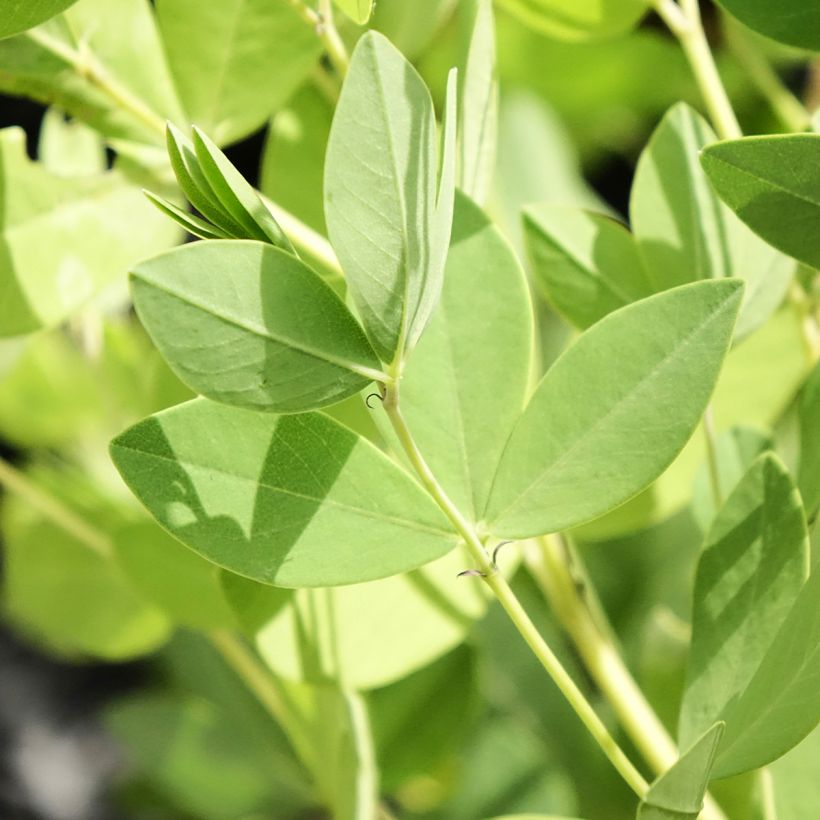 Baptisia Decadence Dark Chocolate - Blauwe valse indigo (Blad)
