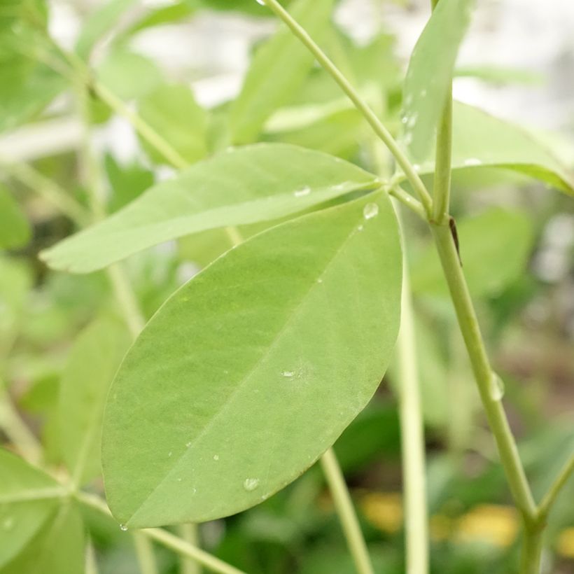 Baptisia Decadence Dark Chocolate - Blauwe valse indigo (Bloei)