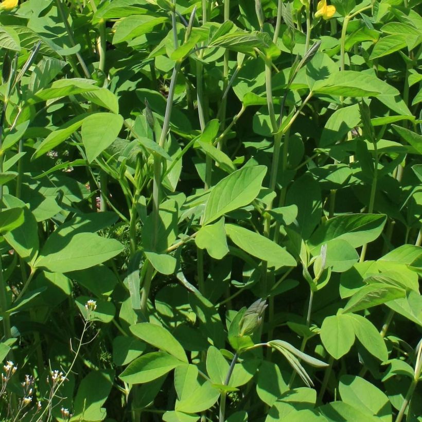 Baptisia sphaerocarpa - Valse indigo (Bloei)