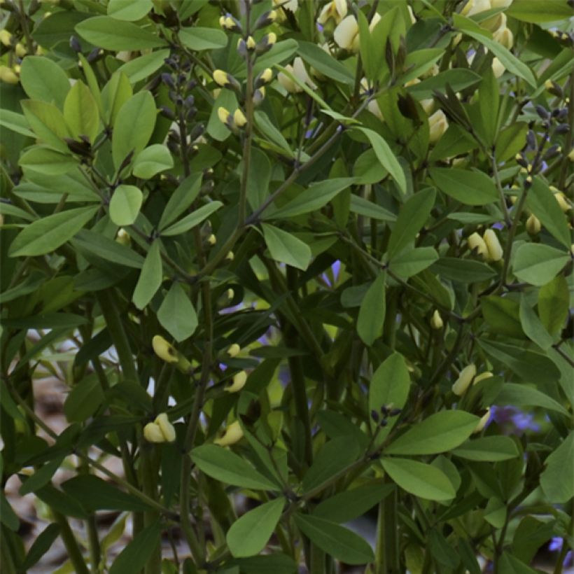 Baptisia Decadence Vanilla Cream - Blauwe valse indigo (Blad)