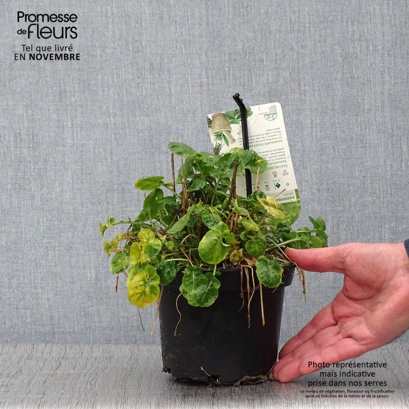 Exemplaar van Barbarea verna - Cresson de terre ou de jardin, barbarée printanière Pot de 1,5L/2L zoals geleverd in de herfst
