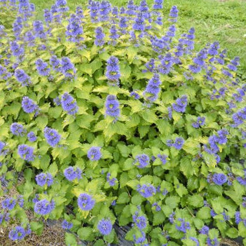 Caryopteris clandonensis Good as Gold - Blauwe spirea (Groeiplaats)