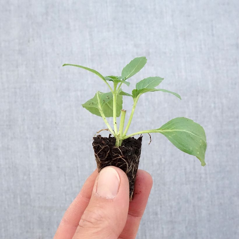 Exemplaar van Sierbasilicum Magic White BIO Mini-mot Ø 1,5/2,5 cm zoals geleverd in de lente