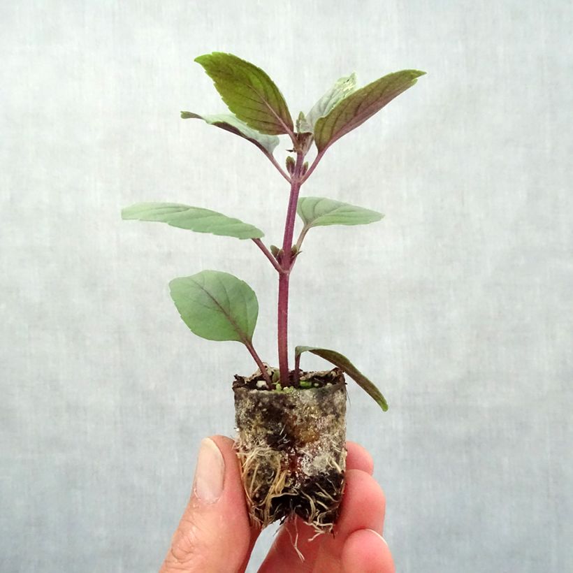 Exemplaar van Kampferbasilicum Magic Mountain BIO Mini-mot Ø 3/4 cm zoals geleverd in de lente