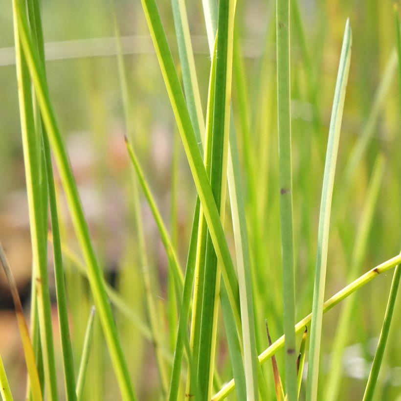 Baumea rubiginosa - Jonc mou (Blad)
