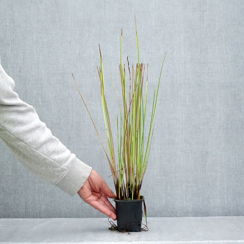 Exemplaar van Baumea rubiginosa - Jonc mou Kweekpotje van 8/9 cm zoals geleverd in de zomer